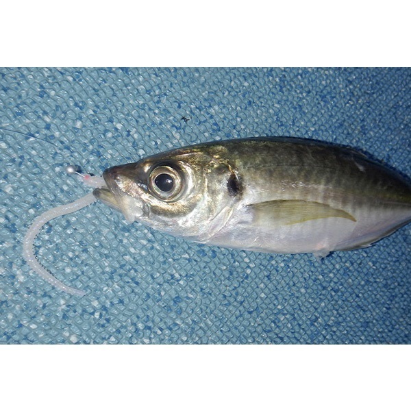 ガルプ！ソルトウォーターイソメ　極太　4インチ